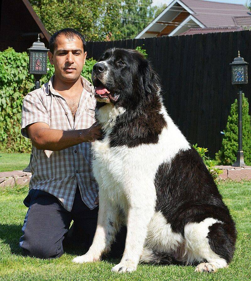 16 Incredibly Powerful Dog Breeds Strong Enough to Pull a Truck 10 Karakachan Dog