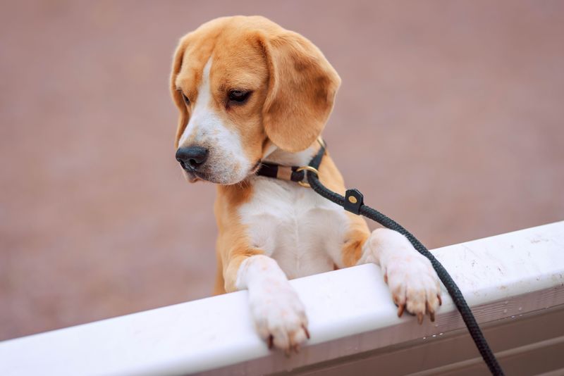 The happiest homes often share one thing in common - and these 11 dog breeds fit right in 12 Beagle