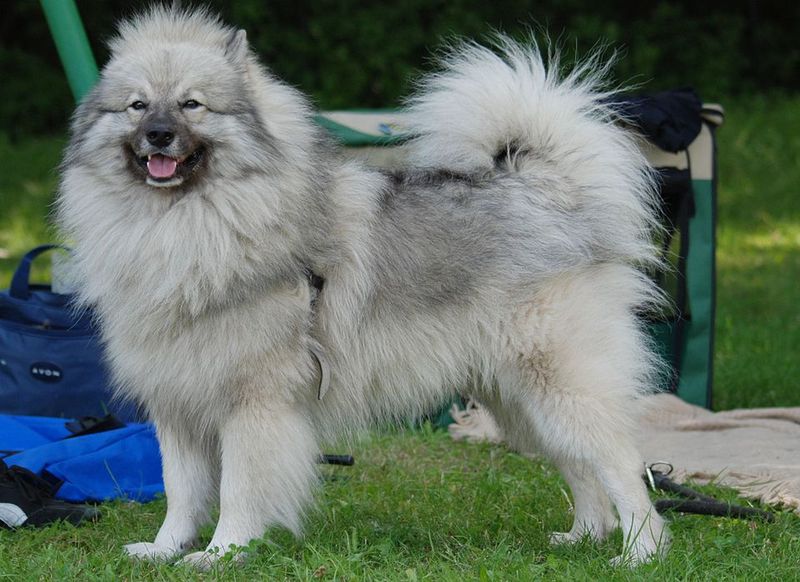 17 dog breeds that make the sound of keys feel wildly personal 10 Keeshond