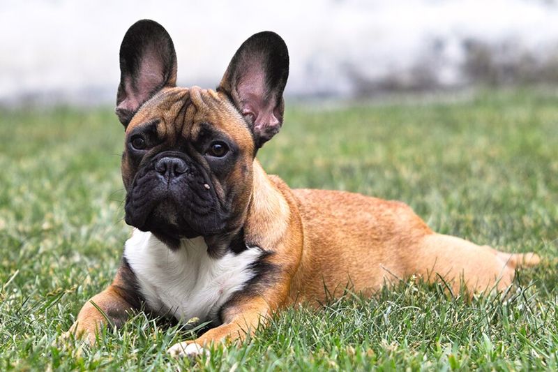 People Say “Small Dogs Are Easier” - These 10 Breeds Prove That’s Not Always True 11 French Bulldog