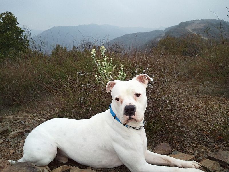 Behind the impressive builds of these dog breeds lies some serious canine jaw power 4 American Bulldog
