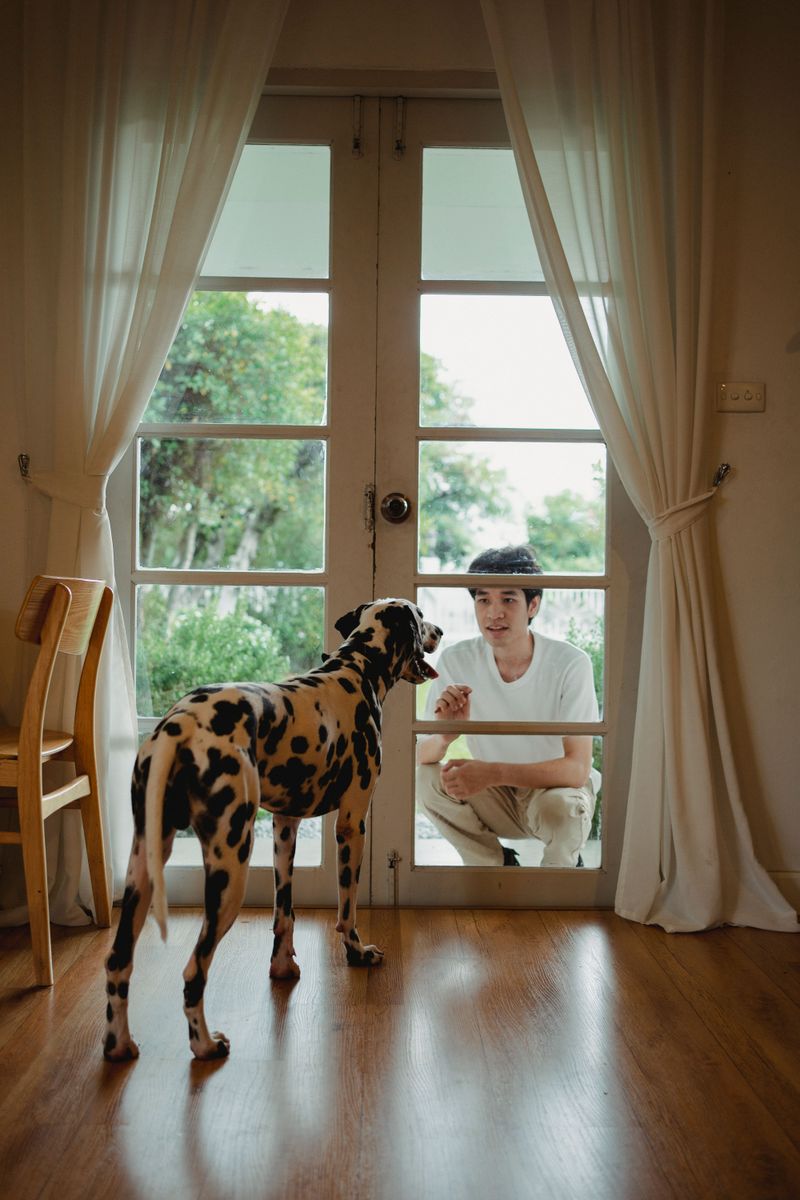 11 subtle signs your dog is deeply loyal - and 2 that have nothing to do with following you around 11 Greets you differently from casual visitors