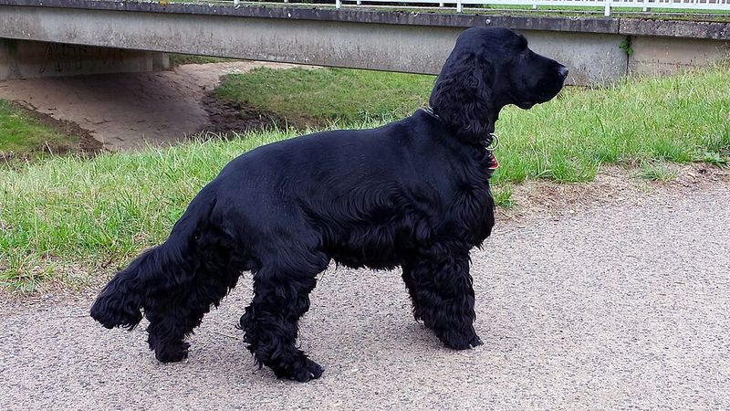 12 family-friendly dog breeds people keep choosing year after year 9 English Cocker Spaniel