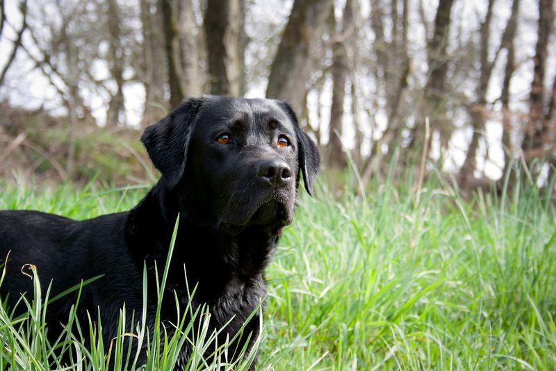 If big life changes are ahead, these dog breeds often handle the transition beautifully 3 Labrador Retriever