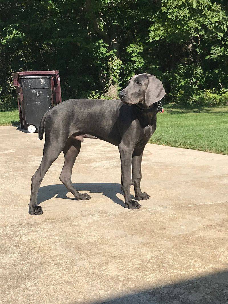 Weimaraner