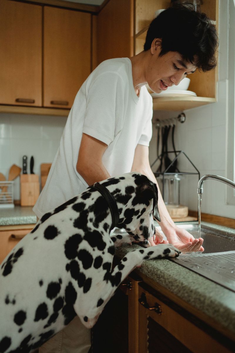 These 12 common owner mistakes confuse dogs far more than people realize 11 Inconsistent daily routines