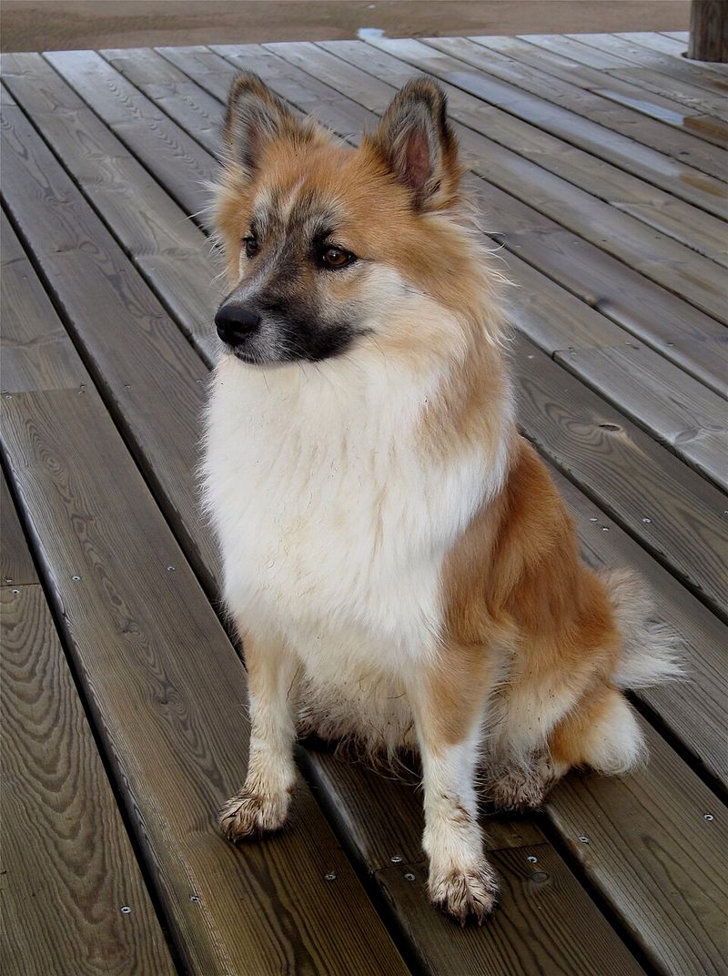Icelandic Sheepdog