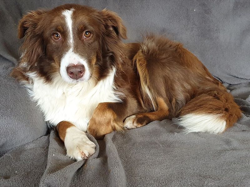 Australian Shepherd