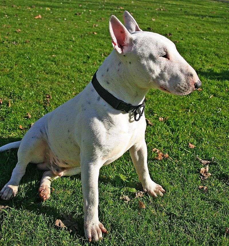 Bull Terrier