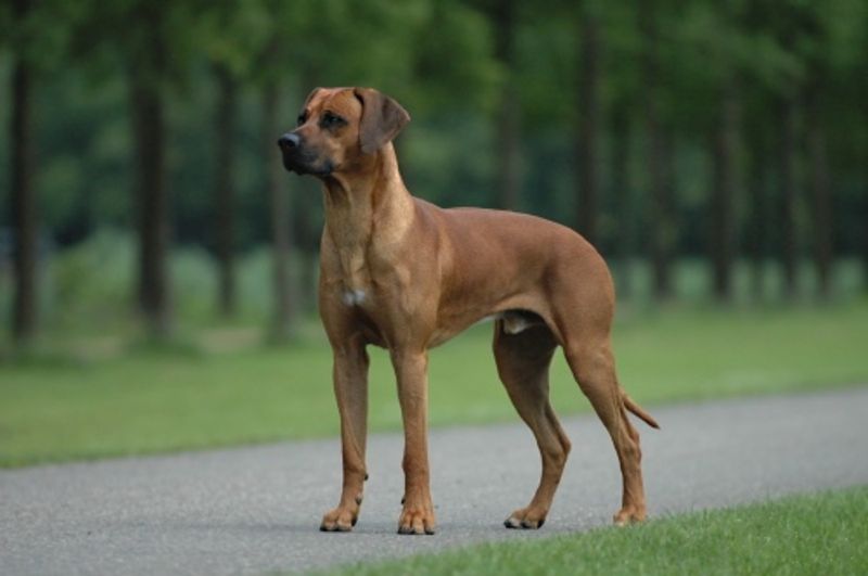 Owning dogs for years doesn't automatically prepare you for breeds that were developed to think independently 13 Rhodesian Ridgeback