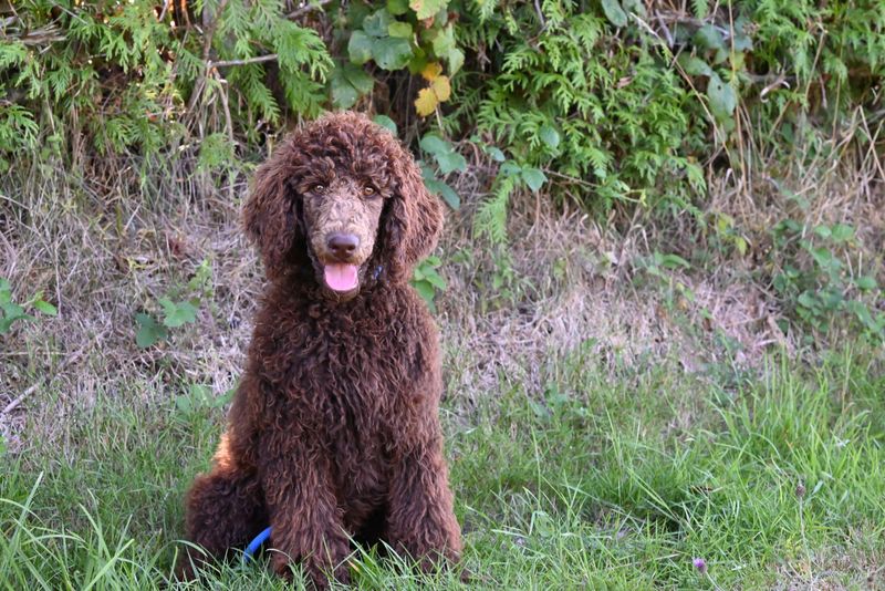 Standard Poodle