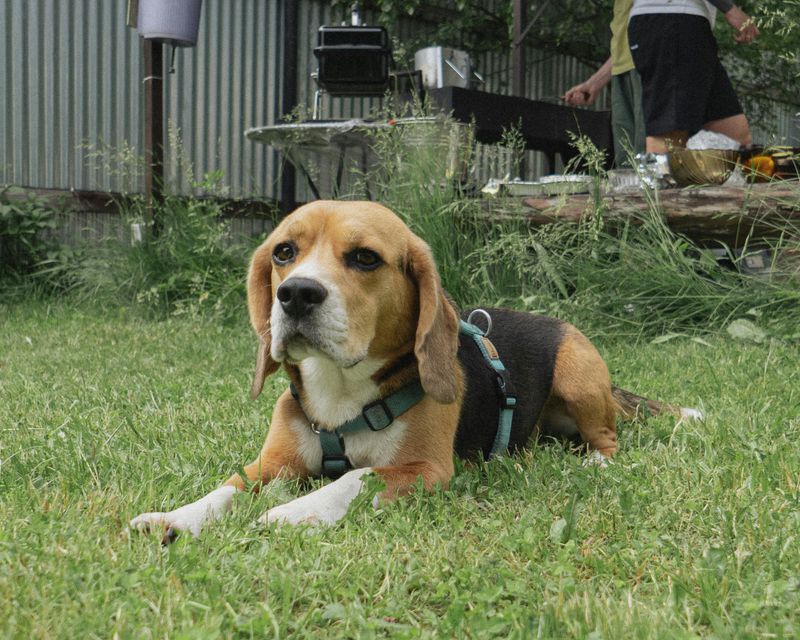 Beagle