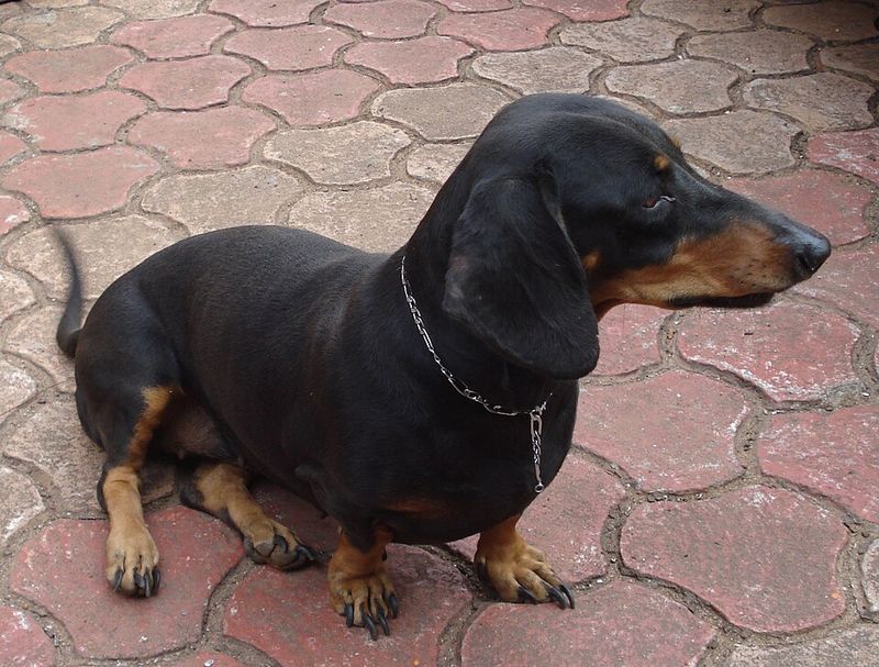 25 Dog Breeds Known for Their Independent or Stubborn Nature 26 Dachshund