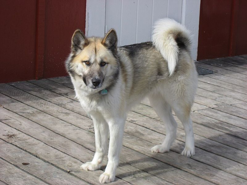 16 Incredibly Powerful Dog Breeds Strong Enough to Pull a Truck 3 Greenland Dog