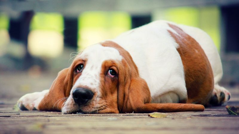 Basset Hound