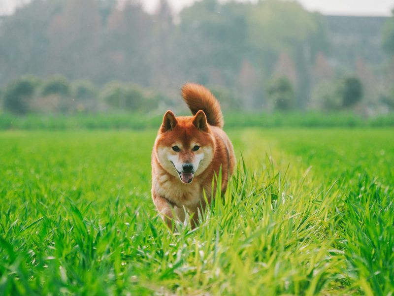 Shiba Inu