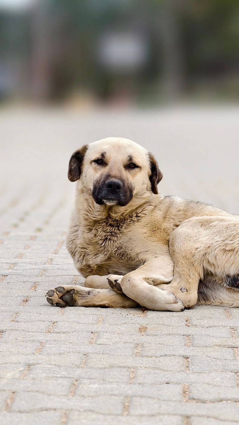 The real personality of these dog breeds only appears after they settle into a family 10 Anatolian Shepherd Dog