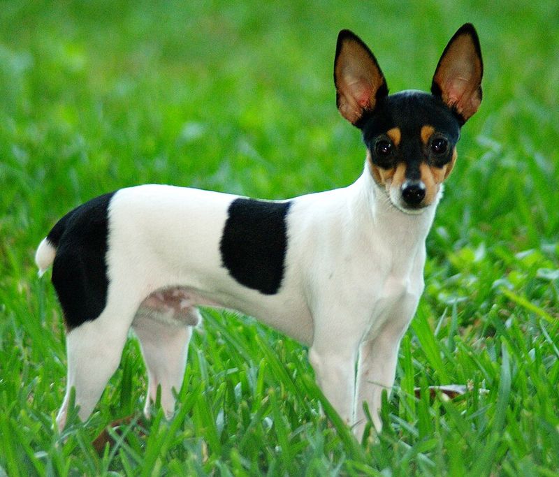 These 12 Breeds Are Getting Picked for “No Backyard” Life - But Not the Usual Ones 3 Toy Fox Terrier