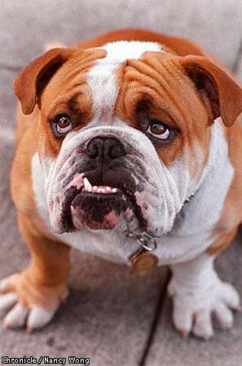10 dogs whose resting face could make a cheerful personality look permanently disappointed 4 English Bulldog: The Sofa Supervisor
