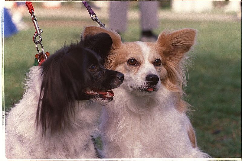 20 dog breeds that balance affection, independence, and strong instincts in unique ways 11 Papillon