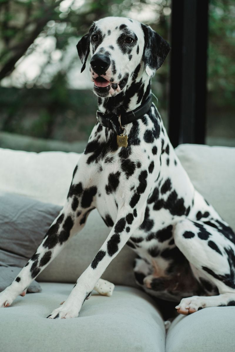 No two days feel the same with these unforgettable dog breeds 6 Dalmatian