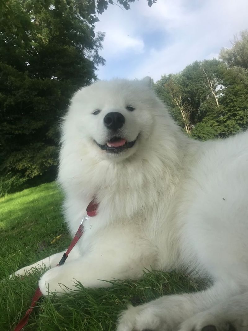Samoyed