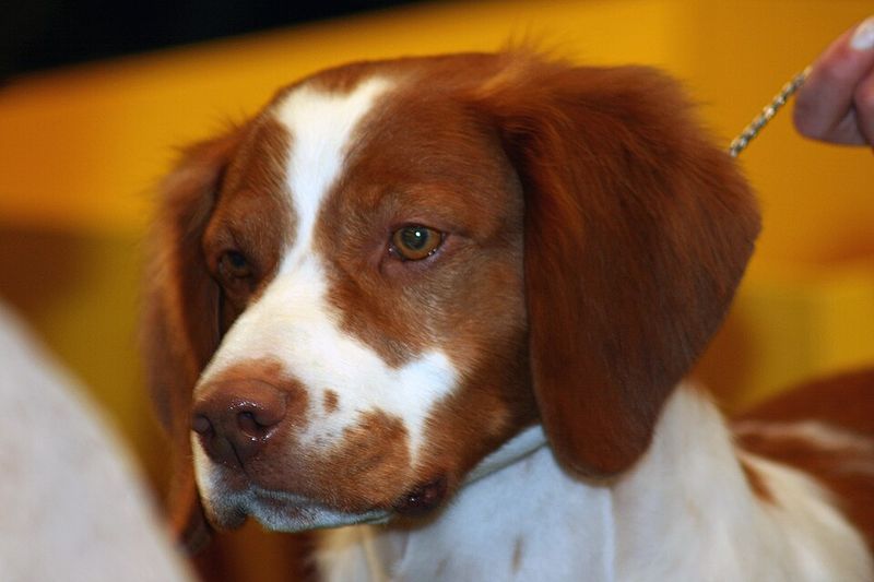 These hardworking dog breeds were built for more than casual exercise 11 Brittany