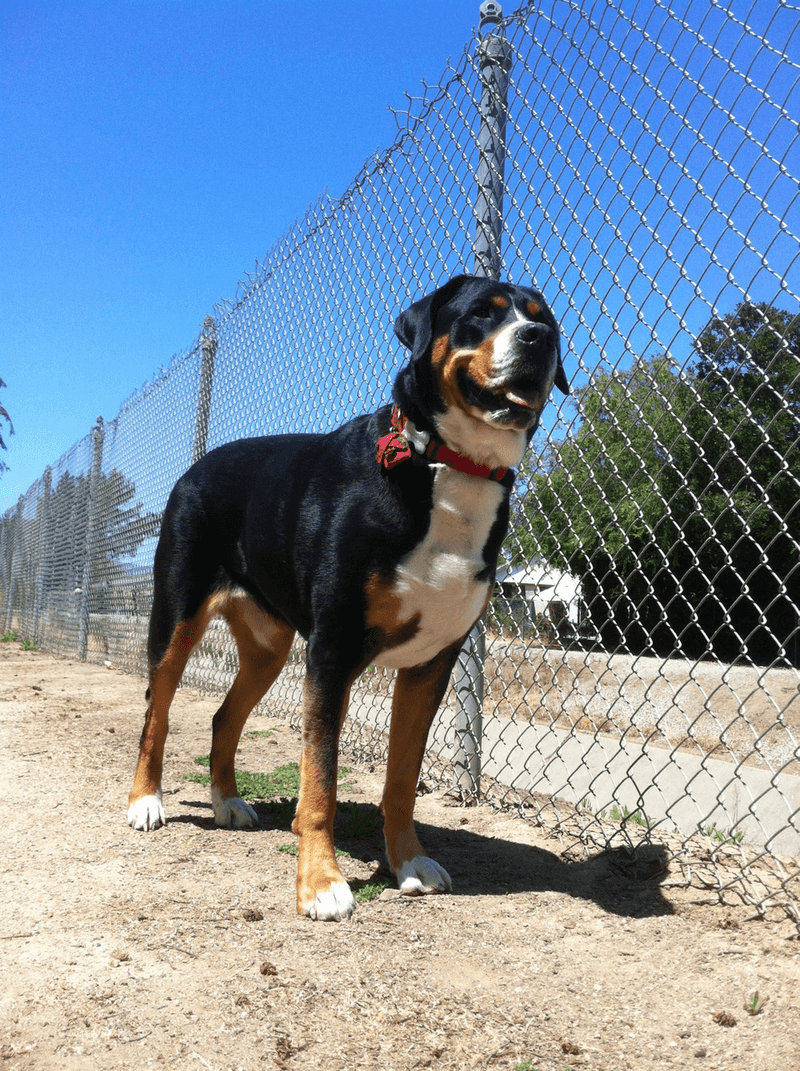 Greater Swiss Mountain Dog