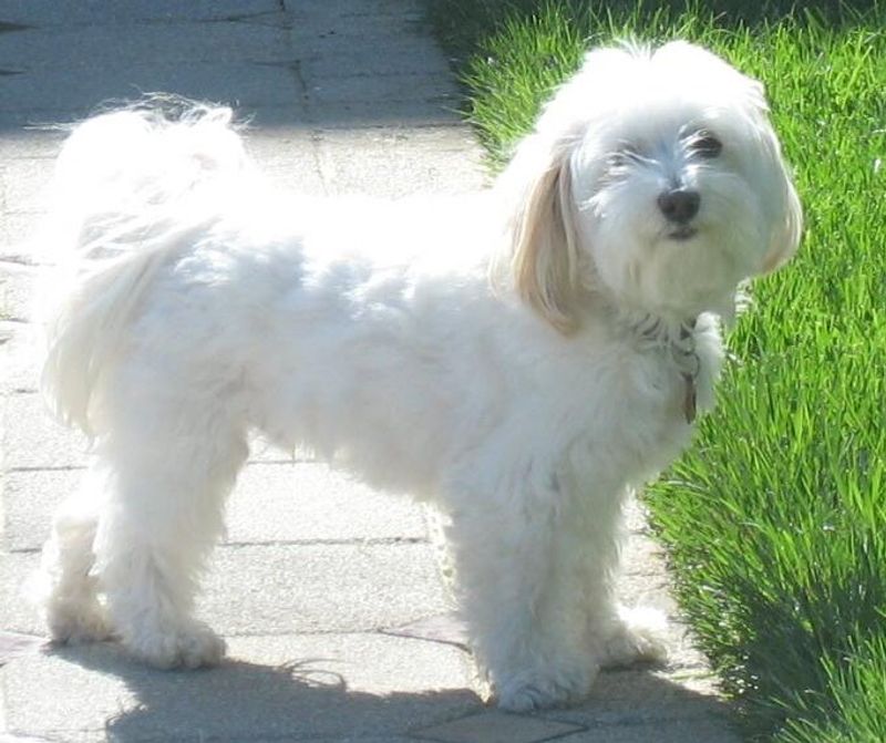 One experience with these 12 dog breeds is often enough to create a lifelong favorite - plus 2 that inspire remarkable loyalty 9 Havanese