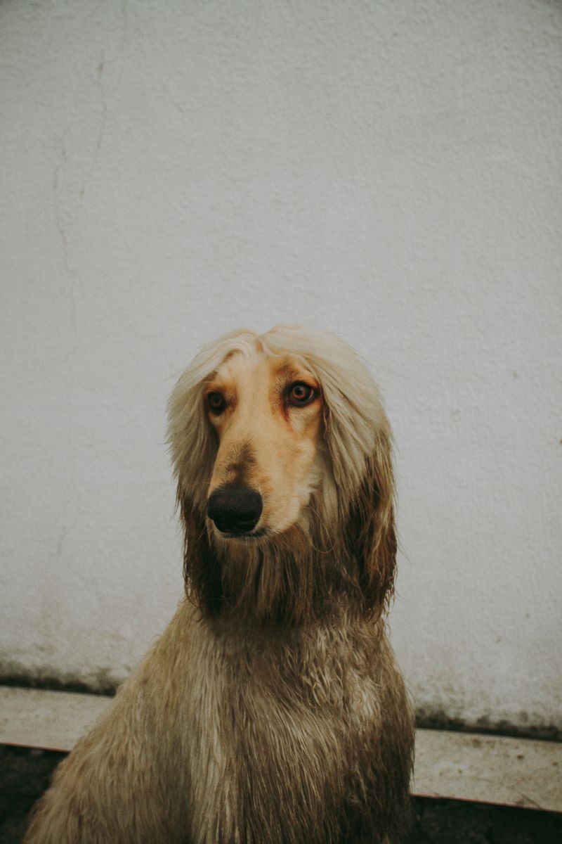 Afghan Hound: A Runner Wearing Silky Evening Clothes