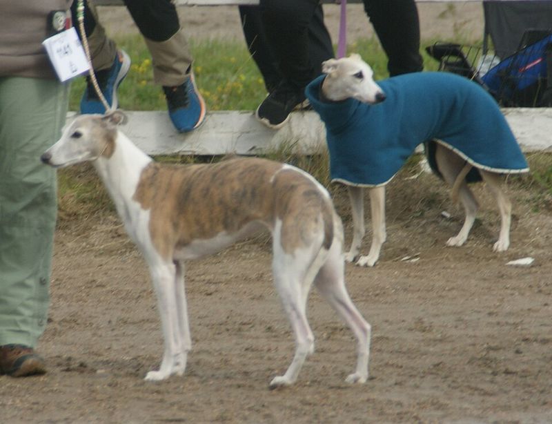 The best dog for everyday life may be the one that doesn't demand your entire lifestyle change 4 Whippet