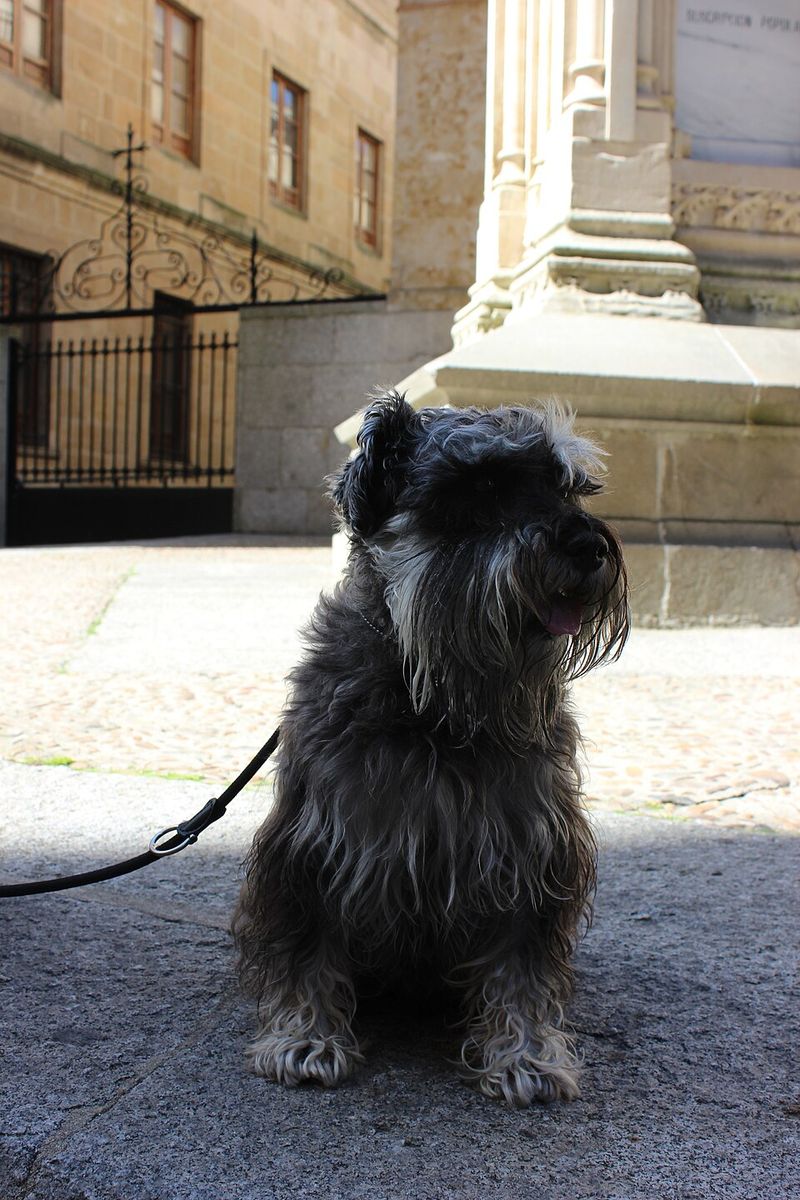 Schnauzer (Miniature)