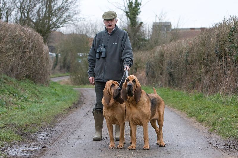 Bloodhound