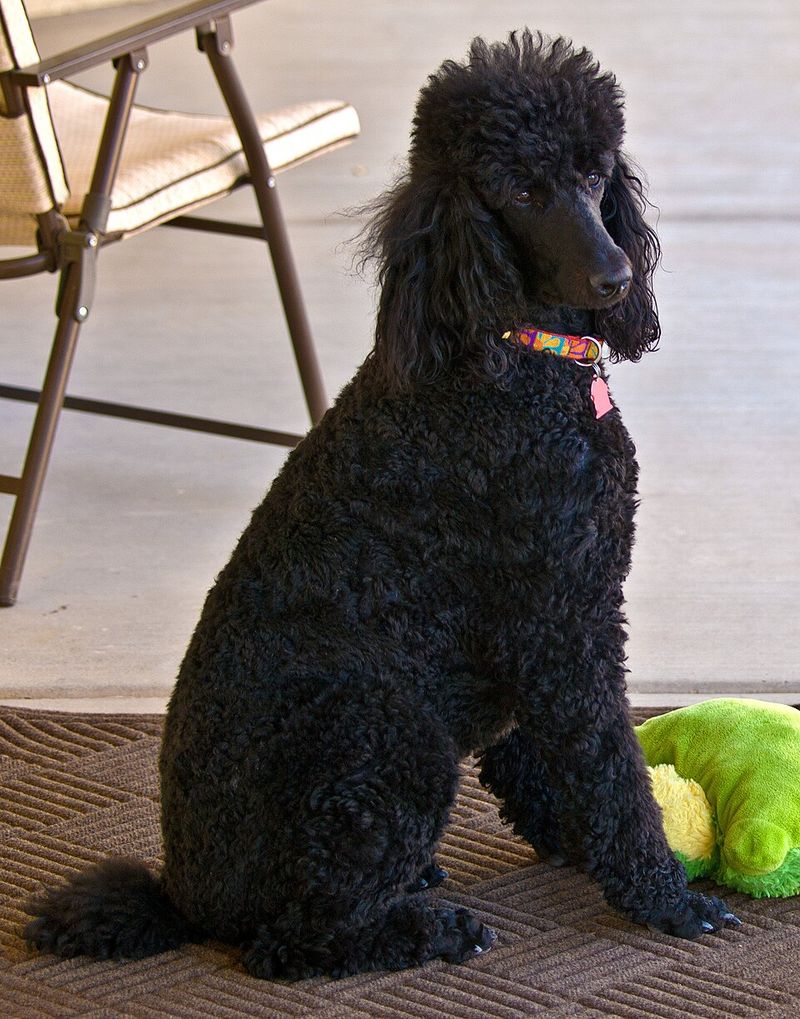 Poodle