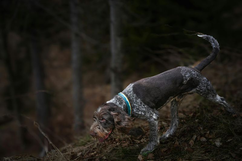 11 Breeds Vets See Most Often With “Weekend Warrior” Injuries From Overexcited Owners 5 German Wirehaired Pointer