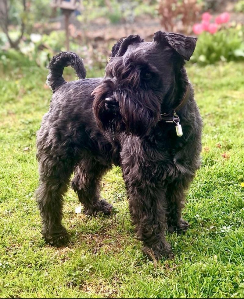 Schnauzer