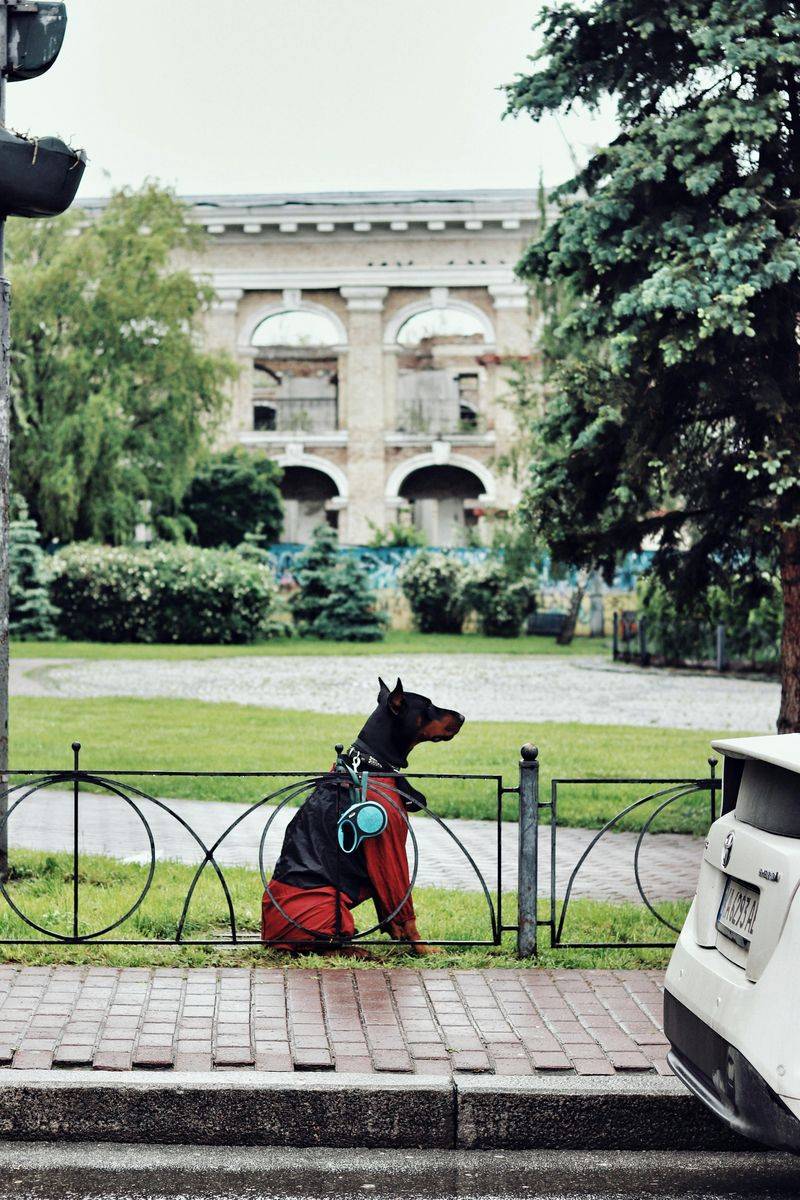 Doberman Pinscher