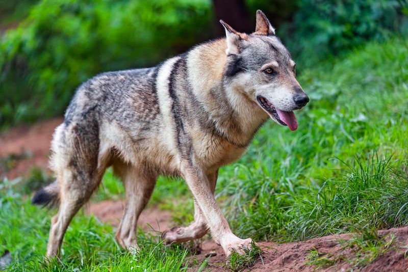 Pacing that doesn’t settle