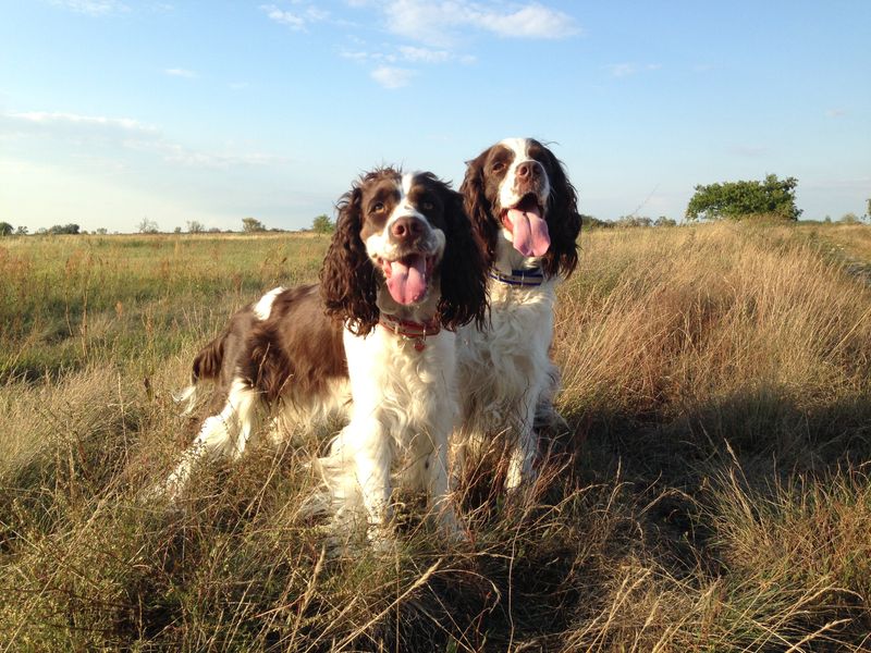 English Springer Spaniel