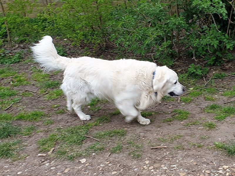 Great Pyrenees