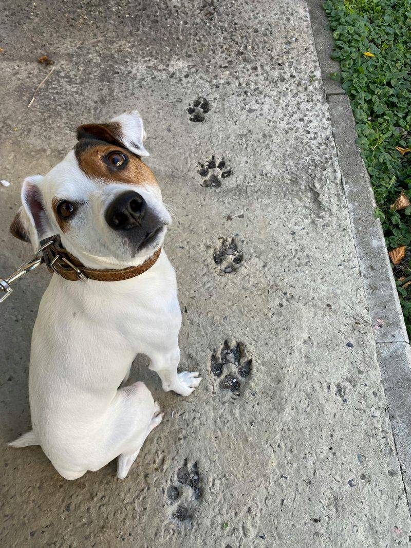 Jack Russell Terrier