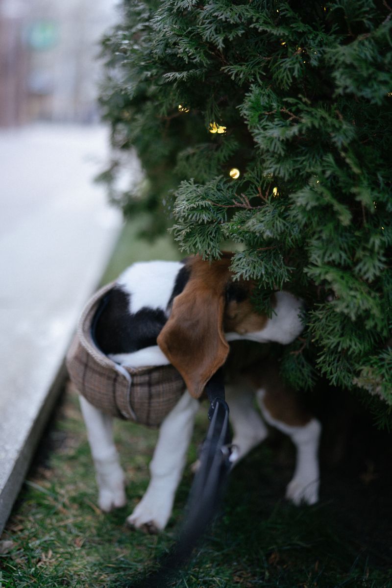 10 hidden scent trails dogs can follow even when humans detect absolutely nothing 8 Urine markings humans cannot detect