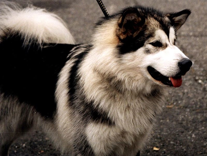 11 dog breeds known for powerful and constant chewing 9 Alaskan Malamute