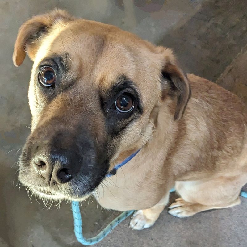 11 Subtle Signs Your Dog Is Happier Than You Think 9 8. Soft Eye Contact