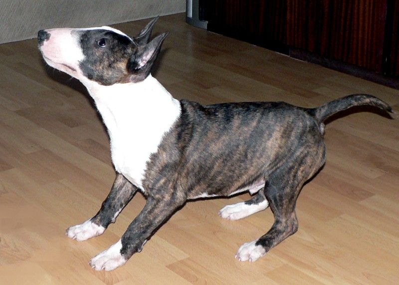 Bull Terrier