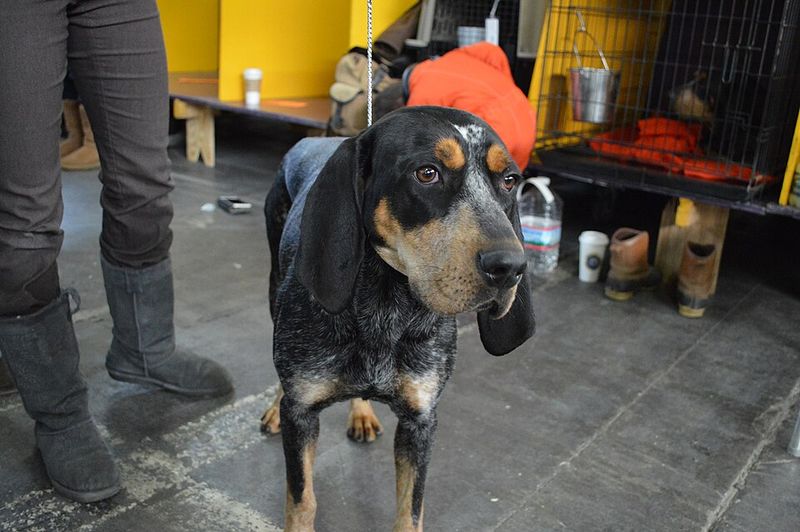 Coonhound (Black and Tan)