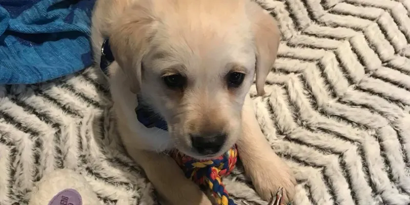 Refusing Treats in Familiar Situations