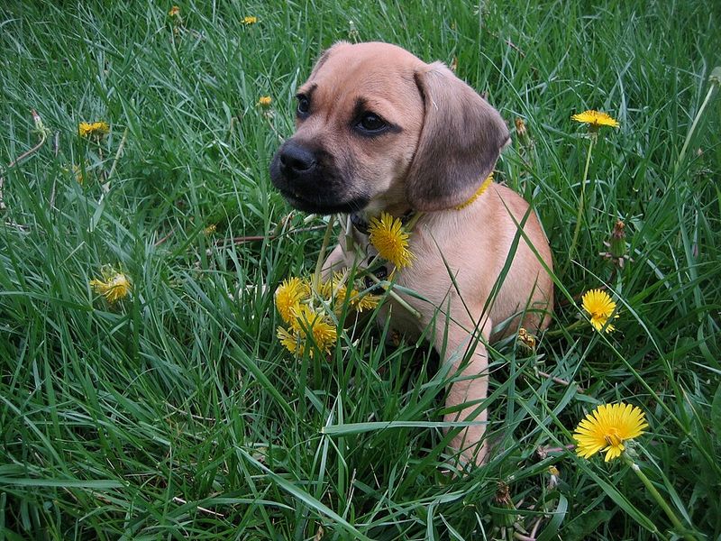 Puggle