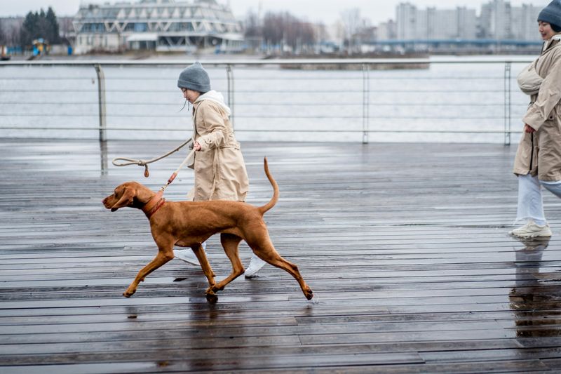 Vizsla