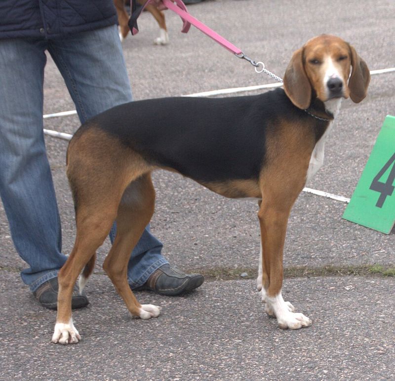 Finnish Hound